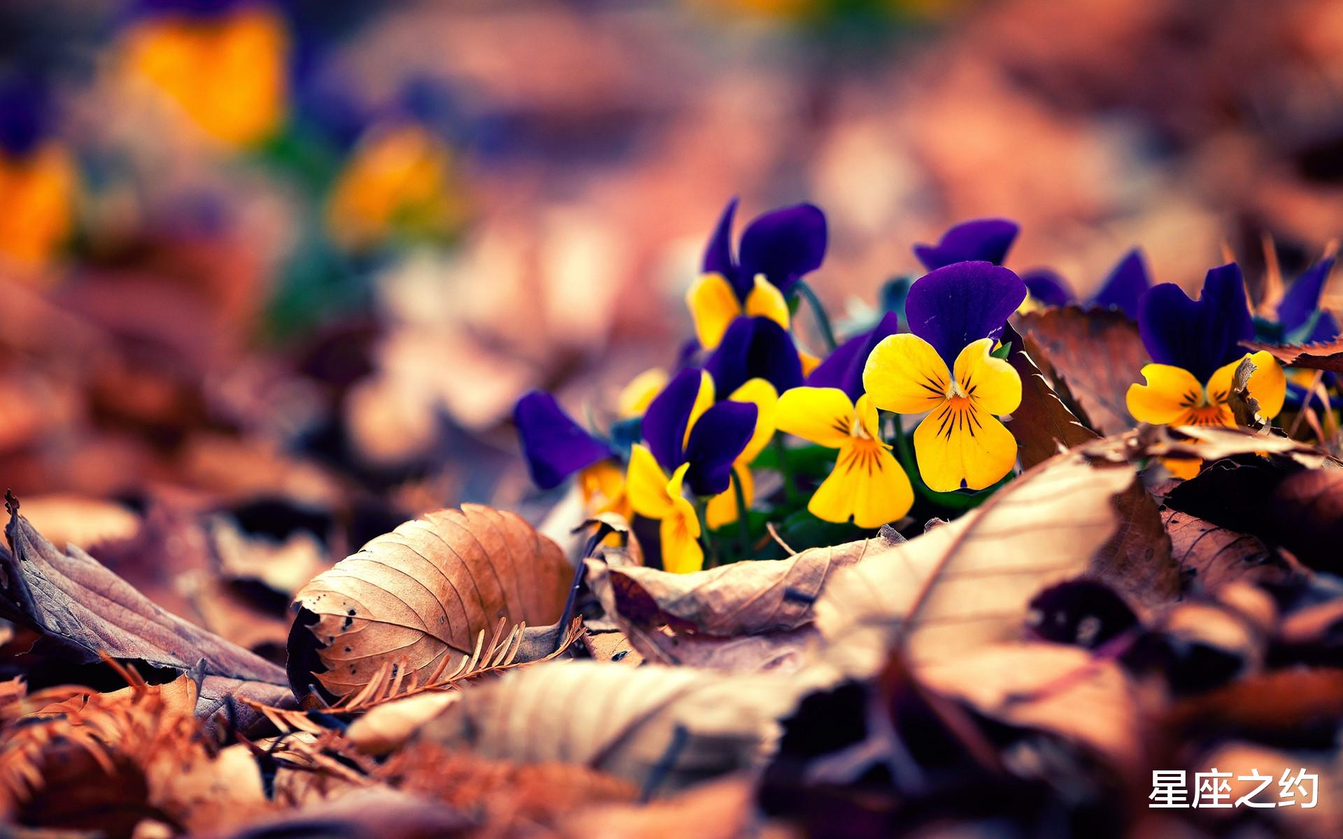 星座之约|8月2日星座运势：贵人相助，胜券在握的四大星座