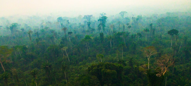 神经元 占森林面积20%的亚马逊雨林,是6600万年前受小行星撞击形成的?