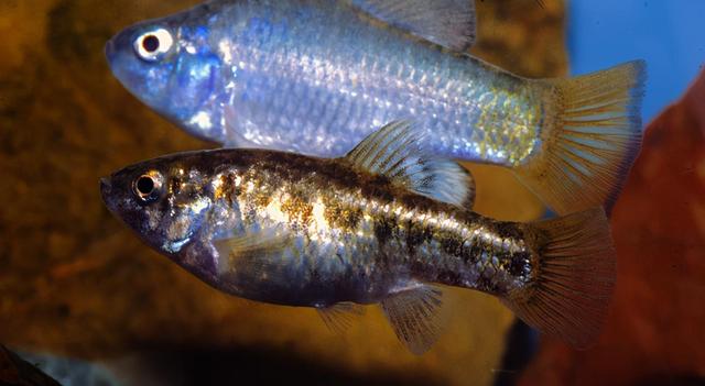 与世隔绝 全球唯一与世隔绝5万年的鱼，只剩38条，差点被醉鬼连锅端了