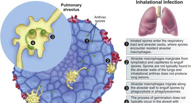  天花，唯一被消灭的传染病，病毒仅在实验室保存，是否销毁有争议