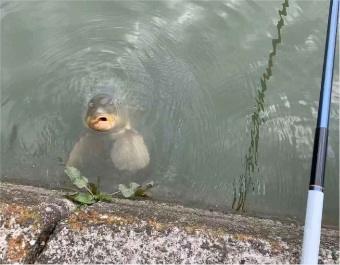 网游|网游最奇葩欧皇，钓一天鱼上钩3条裤子，玩家：钓鱼吧来的？