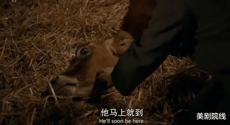 兽医|一集拿下9.6分,这部年度最佳英剧,又来了