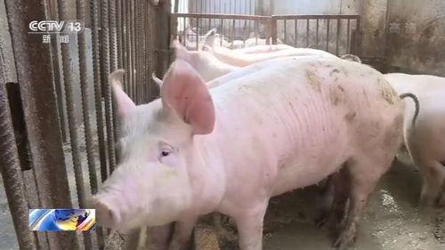 正儿八经说 当初那个卖掉3套房子，不肯放弃养猪的湖北小伙，他后来怎样了？