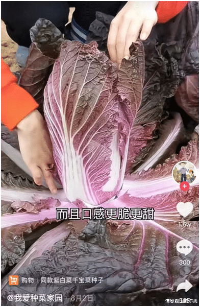 情感路上的你我|全网最火“网红县长”的短视频背后，藏着一个你不曾了解的世界
