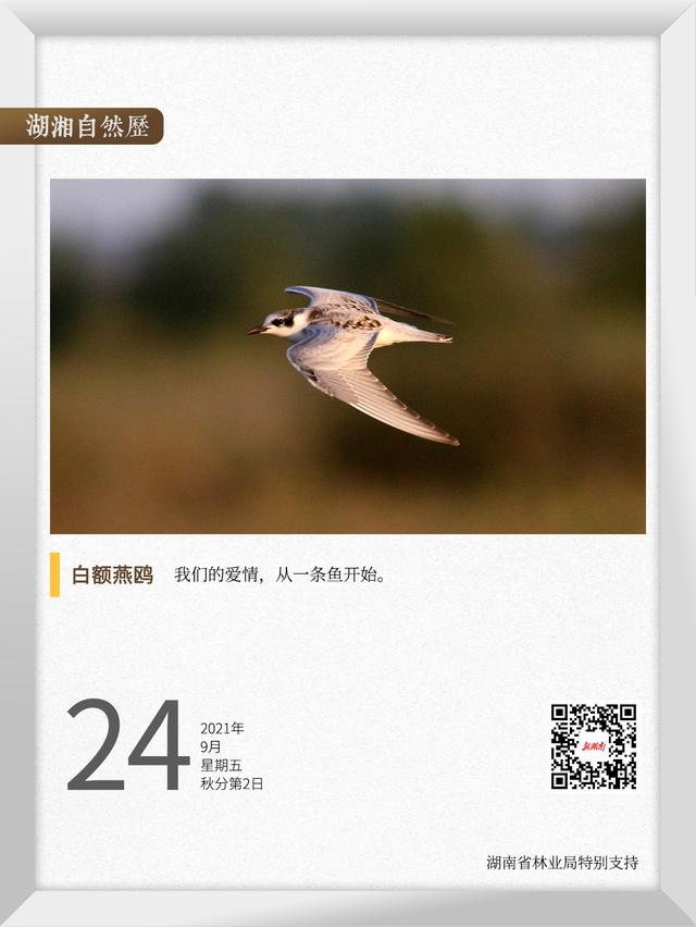 科学探索奖 湖湘自然历丨这只鸟的爱情，从一条鱼开始