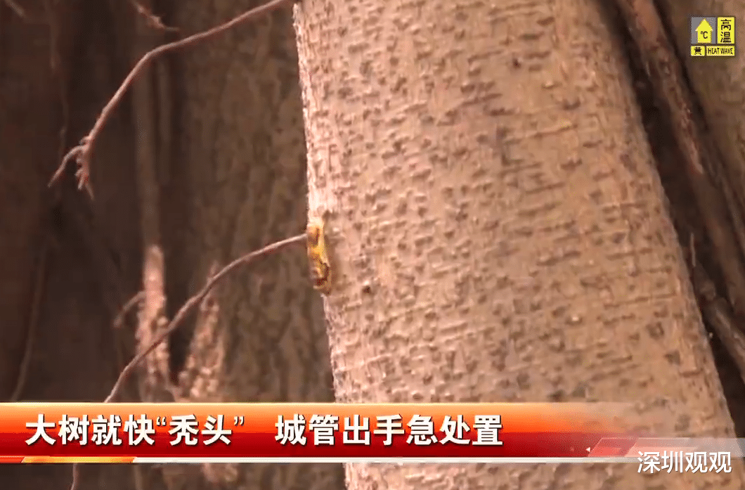 深圳观观 深圳一道路的行道树，一下子变成“光头”了，城管出手了