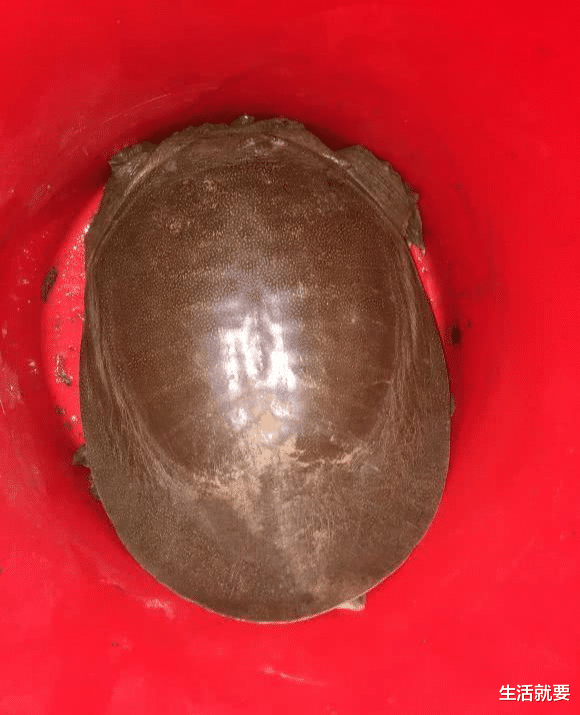 |男子湘江钓获大鳖，因个头太大不敢吃，龟鳖真会成精吗？