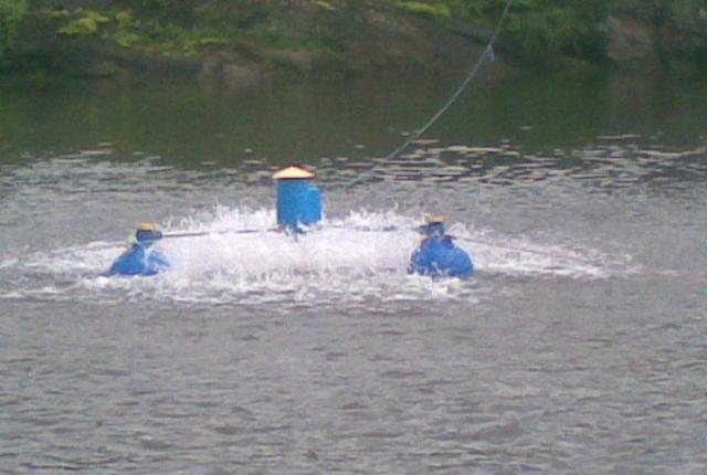 鲜嘉许|鳊鱼能和鲫鱼同养吗？怎样养二者才能高产？