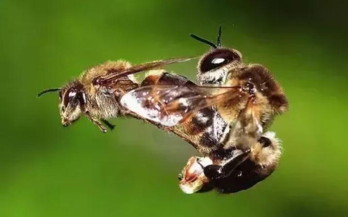 蜜蜂 “以命相搏”实力派蜜蜂，为什么蛰完人后会立马死去？