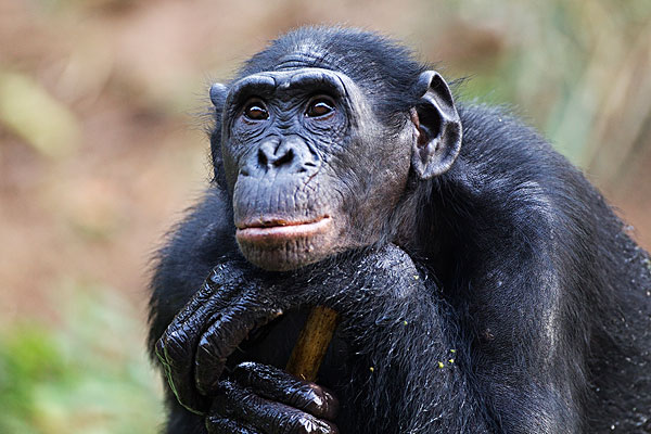 基因 黑种人的基因与白种人、黄种人哪个更近？基因相似性说明了什么？