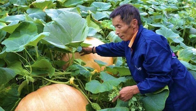 奶豆说育儿|200斤！四川成都种出巨无霸南瓜 亩产6万公斤，不能吃，经济价值高