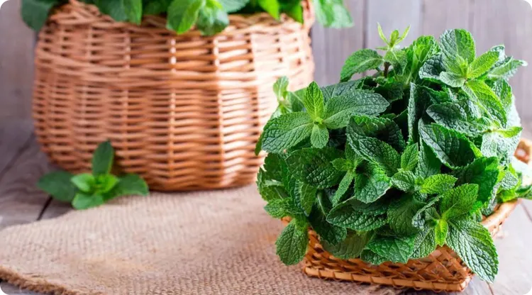 |可催旺家运的祥瑞之“气”，你家有吗？