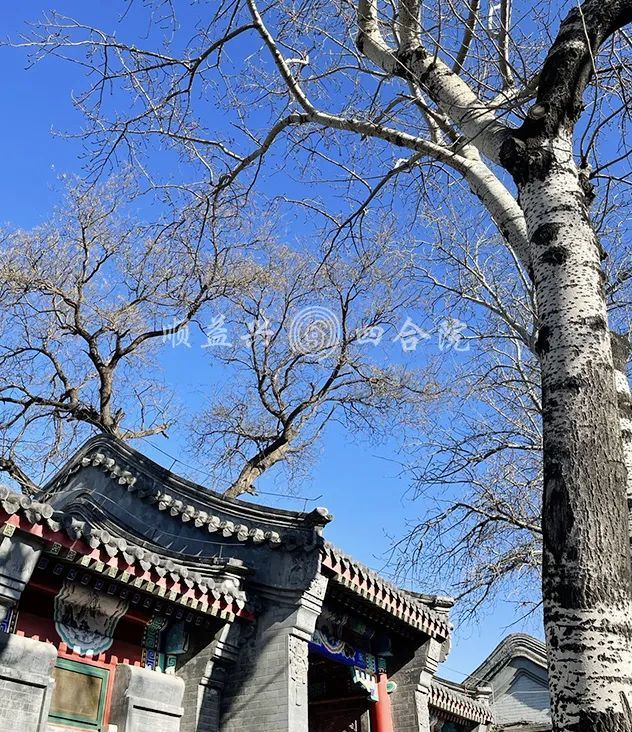北京市|【北京小院出租】朝阳门内的四合院，还是老北京那个味儿