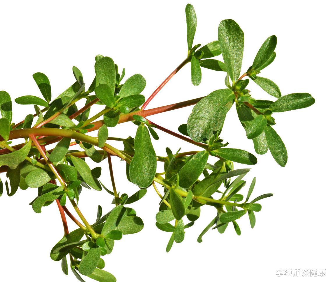 李药师谈健康|药食两用的马齿苋，有5方面的药理作用，很多人可以从中获益