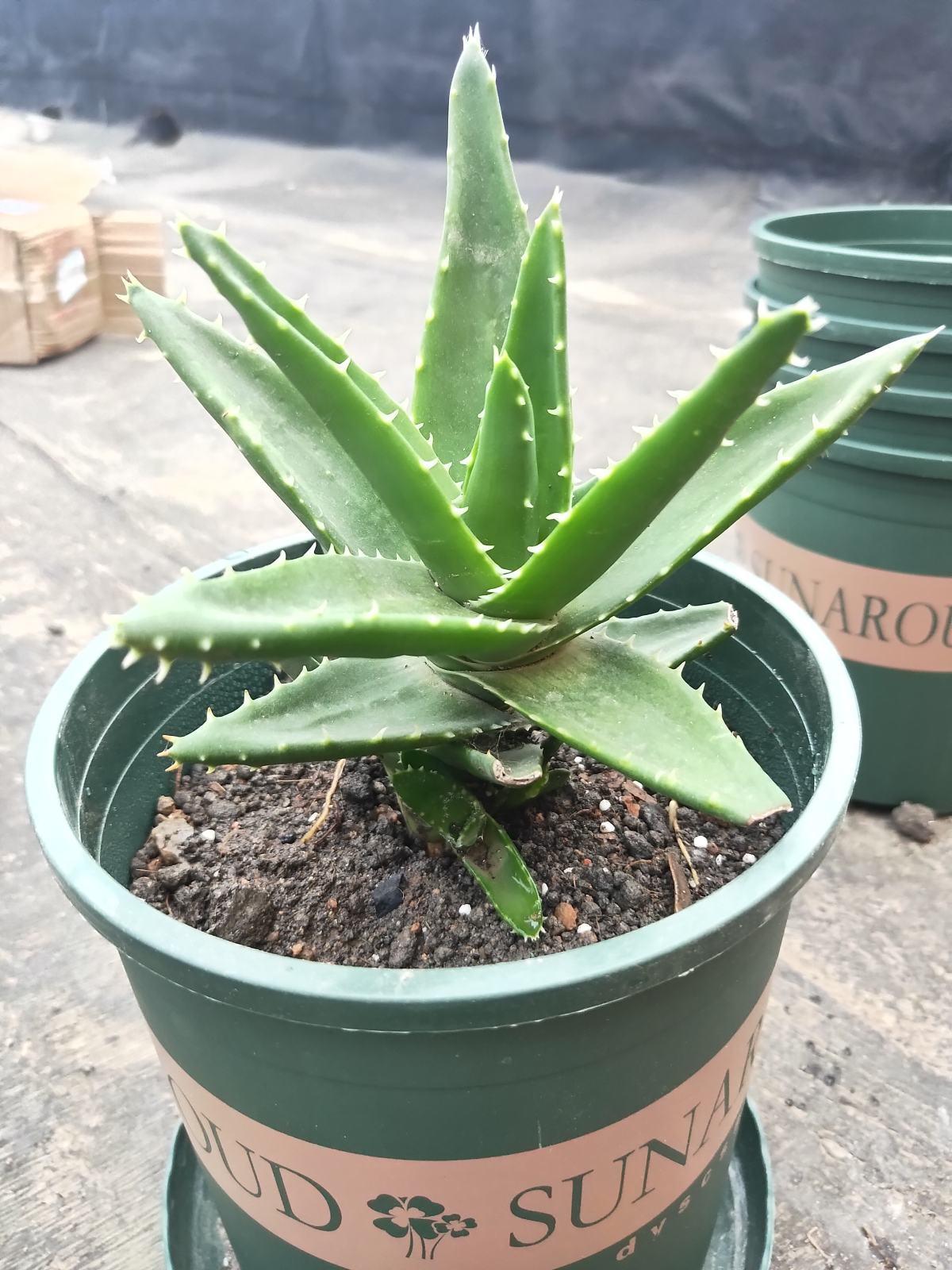 6种适合女人养的花,懂得生活的人才值得拥有它,好看又好养