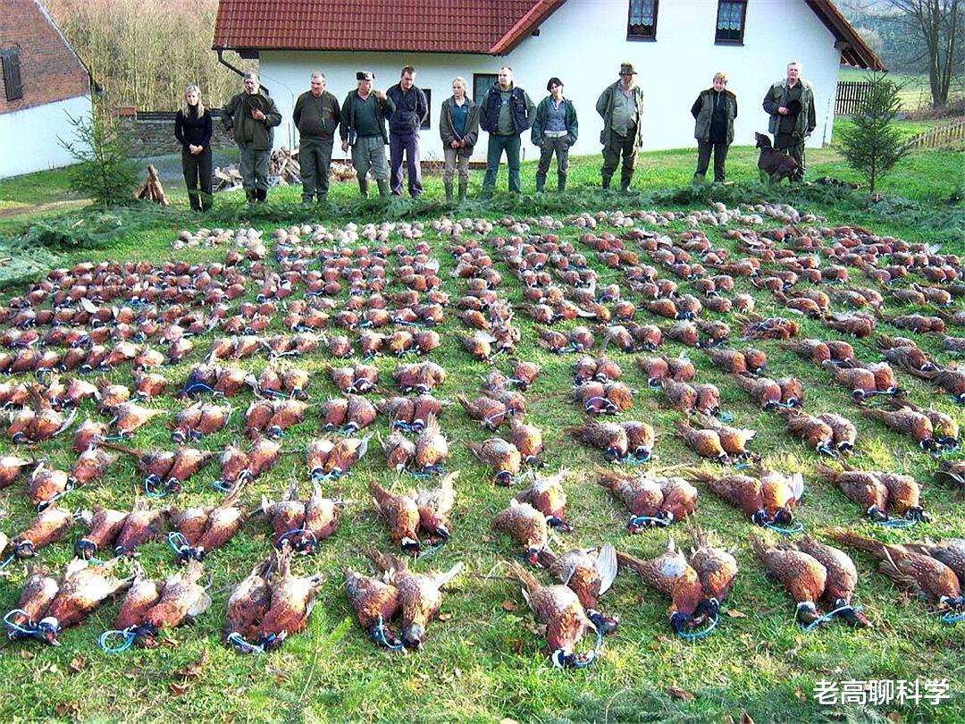 6000萬隻野雞在英國泛濫，貴族玩出來的禍患，現在民眾隨意獵殺-圖8