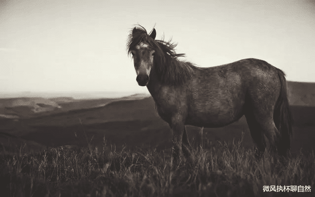  草原上的马王传奇：人工培育的马王被野马取代，马群遭到狼群袭击