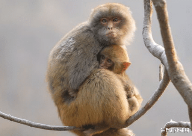|在赚钱这件事上突然开窍，生肖猴掌握赚钱之道，在职场风生水起