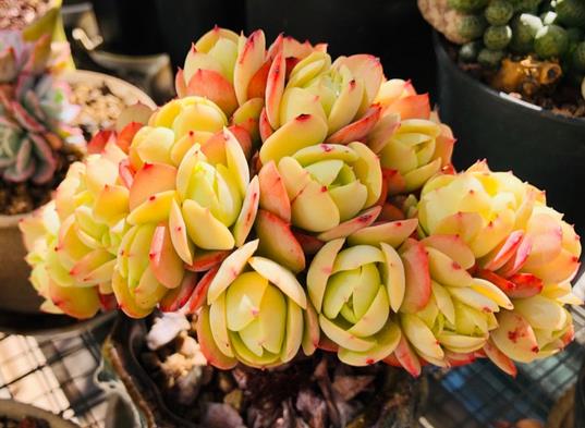 植萌|入秋之后，可以把碧桃养出透黄的果冻色，这5点要做好