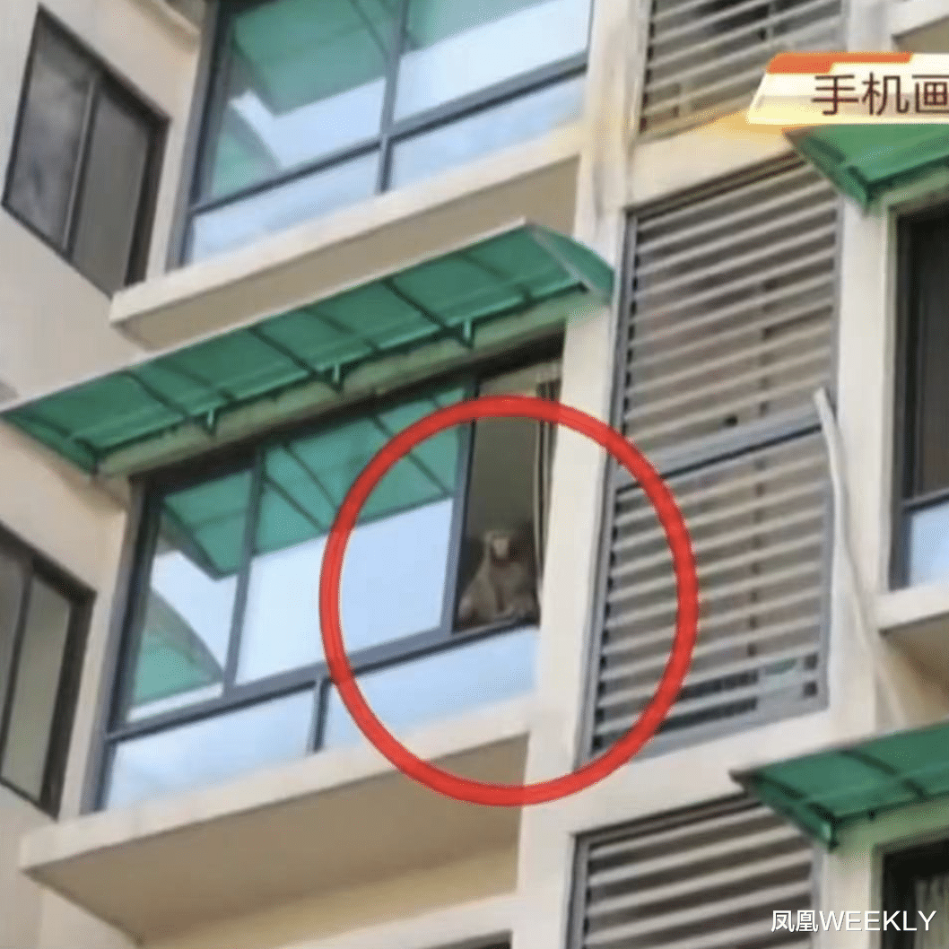 凤凰WEEKLY 杭州“瞒豹”:一场把网友当傻子的荒诞剧