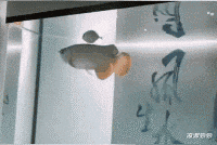 |“我叫诸葛,我爸希望我前途光亮,所以我叫什么?”忍不住了!