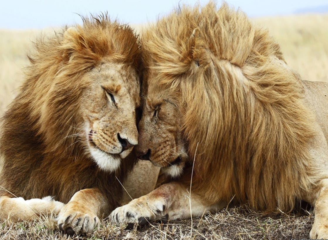 微生物 无独有偶,动物界的世界里同性恋们真稀奇