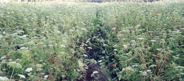 滞胀 听着名字害怕，老农说，这对男人有好处，有人种植它来赚15元一斤