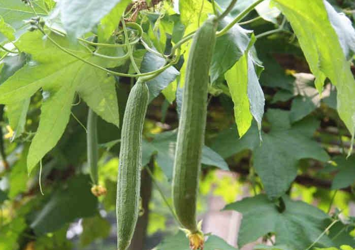 |入冬后，记得“少吃2瓜，多吃3白，干2事”，去燥润肺身体好