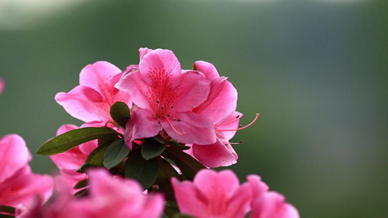 花团锦簇 双鱼座和巨蟹座，在气质上，都会天生强一点