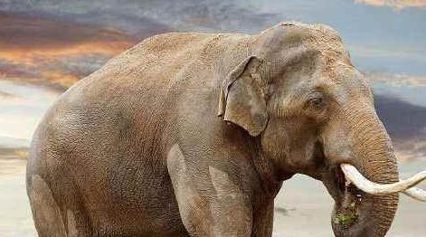 哺乳动物 很少有人知道的10个世界之最