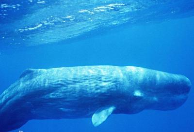 巨蟒 远古海洋中5种恐怖巨兽，超出你的想象！