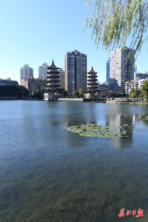 抽样检验|外来鸟筑巢鲩子湖，宝岛公园引鱼草生态治湖取得奇效