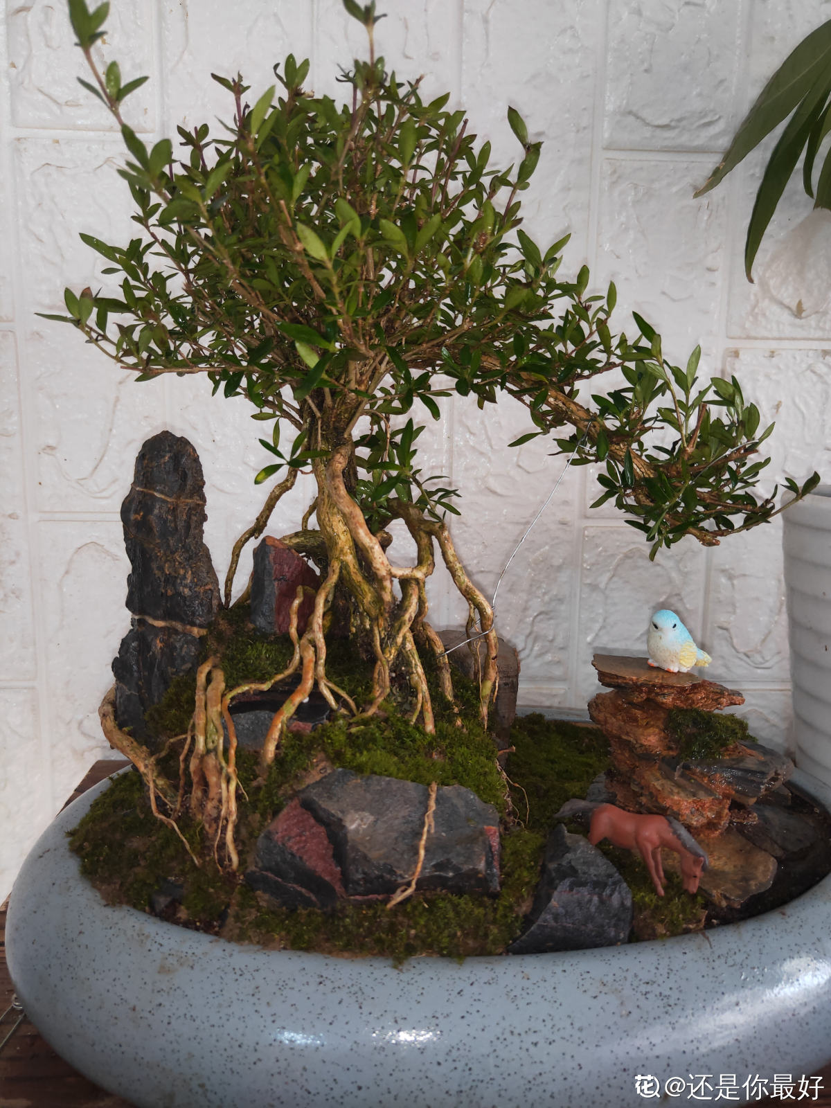 宇航员 植物界的“祖师爷”,个头小作用大,挖回家种土里就活