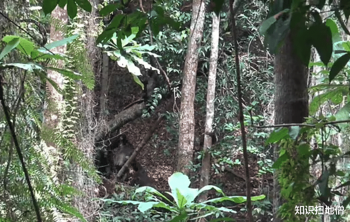 黑猩猩 继吃人、吃猴之后，黑猩猩首次吃大猩猩，科学家：与全球变暖有关