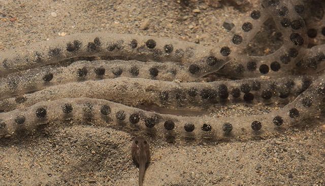 奶豆说育儿|灾难！澳大利亚甘蔗蟾蜍进化为食人族 到底好还是不好？