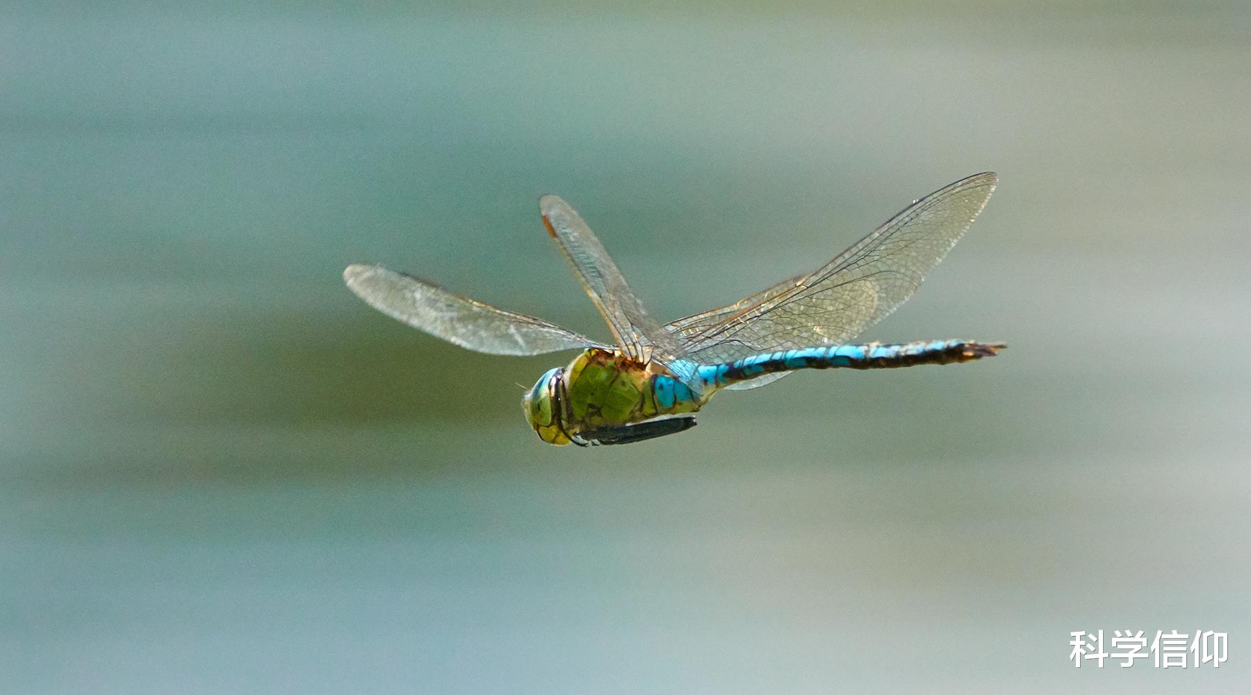 昆虫 从不会飞到会飞，昆虫的翅膀是怎么来的？进化论也难以解释