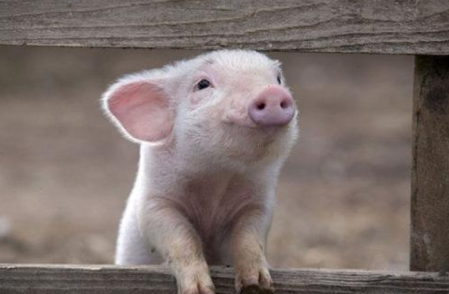 人民币汇率 中国再次反超美国，建全球超级养猪场！一年产出210万头猪？