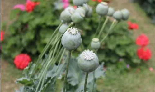 罂粟 罂粟籽在国外这么火，在国内是合法调料吗？