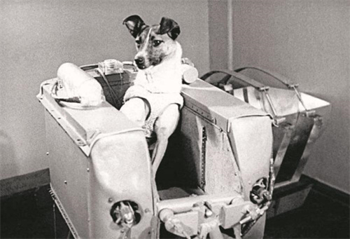 太空 63年前，人类将一条狗送上太空，至今还在地球轨道流浪，它如何了