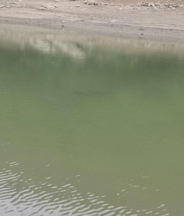 麦穗|江西上饶，一处河道里麦穗鱼“大爆发”，钓鱼人：头疼