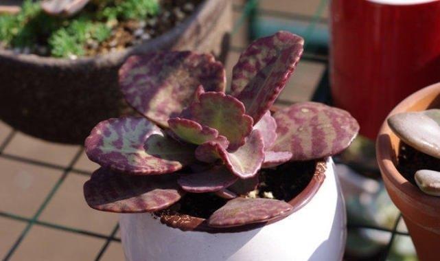 园艺印象|多肉江户紫与落地生根同科同属,一样好养、接地气