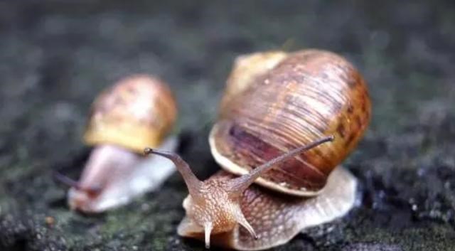  蜗牛被一把盐“溶解”，究竟是什么原理？为何造成一位博士被捕？