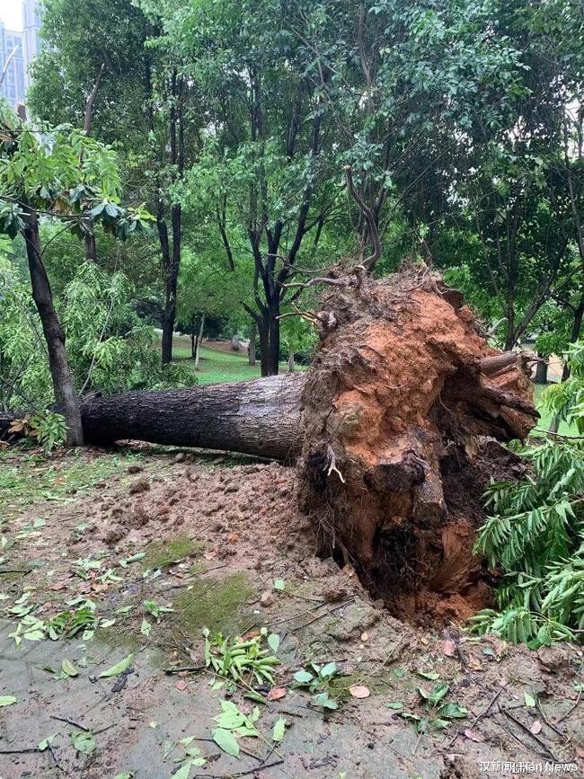 汉新闻_Han News 武汉：堤角公园连夜抢修受损树木