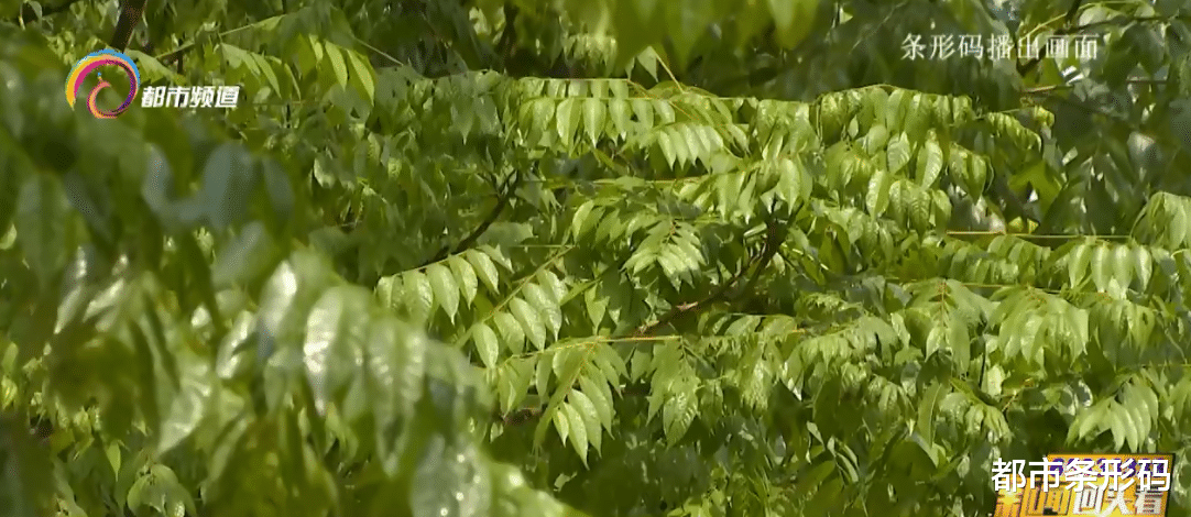 都市条形码 行道树上长虫了！专家：不必紧张，是蚜虫