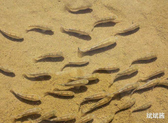 科学家 为数不多的“沙漠鱼”生存现状堪忧，为什么不将它们转移到水源和食物充足的地方？