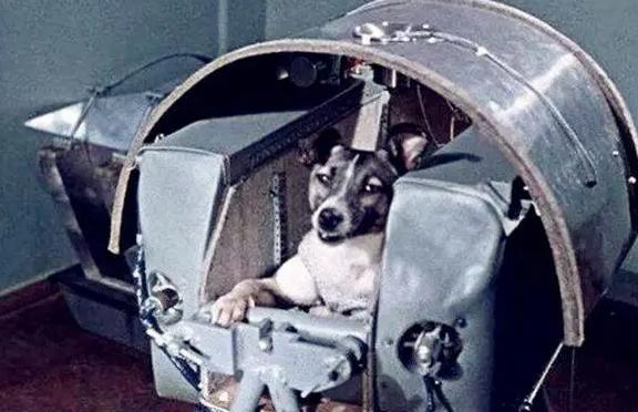 63年前，一条狗被人类送到地球上空，至今还在太空，它现状如何？