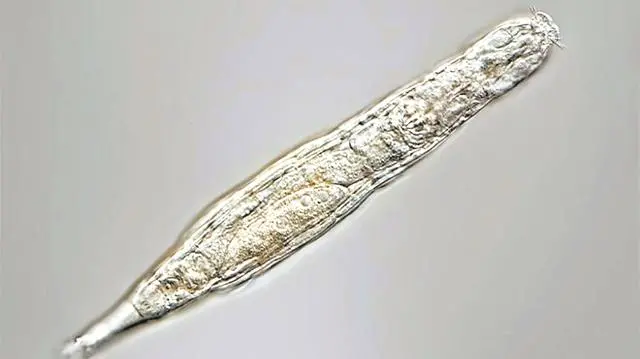 北极“高烧”不断,史前生物遗骸接连出现,冰层下的病菌或将苏醒