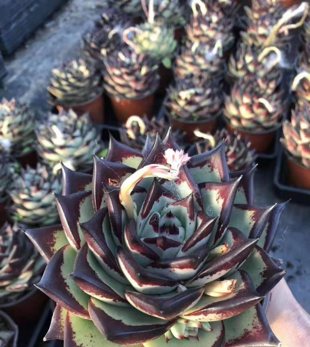 说说家装那点事儿|乌木栽种攻略，想让乌木长得大，风吹日晒，冠幅长到20公分