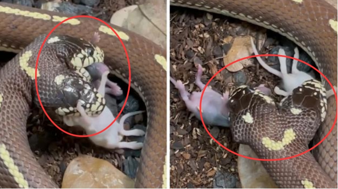 科学家 美国双头蛇同时吞下2只老鼠，它们共用一个身体，究竟谁说了算？