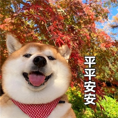 桉月|表情包：可爱的萌宠表情包